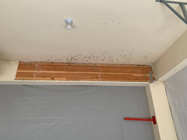 Best Black Mold Removal  in Pine Island, TX