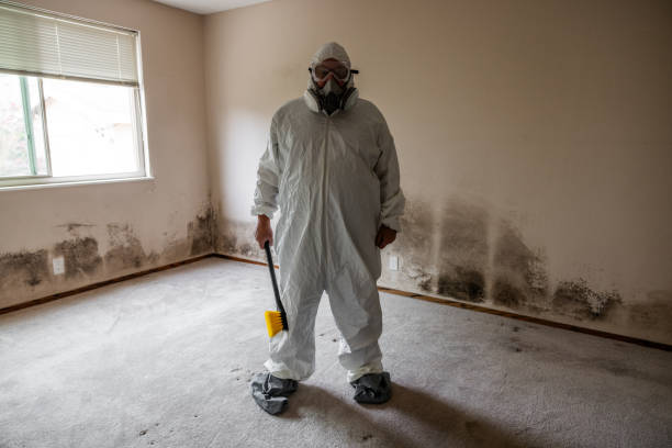 Best Mold Odor Removal Services  in Pine Island, TX