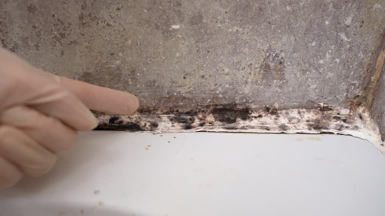 Best Commercial Mold Inspection  in Pine Island, TX